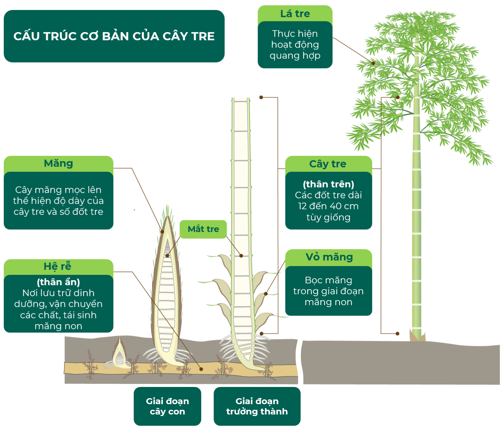 A diagram of a plant  Description automatically generated